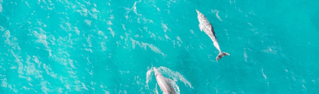 WIPSEA : la mégafaune marine sous l’œil bienveillant de l’IA