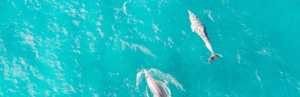 WIPSEA : la mégafaune marine sous l’œil bienveillant de l’IA