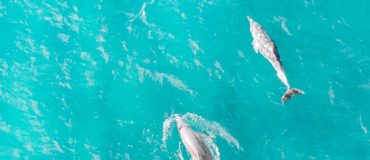 WIPSEA : la mégafaune marine sous l’œil bienveillant de l’IA