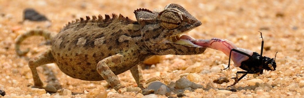 Un revêtement caméléon pour remplacer la climatisation