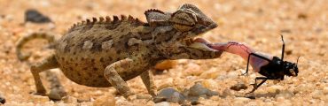 Un revêtement caméléon pour remplacer la climatisation