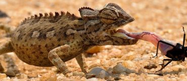 Un revêtement caméléon pour remplacer la climatisation