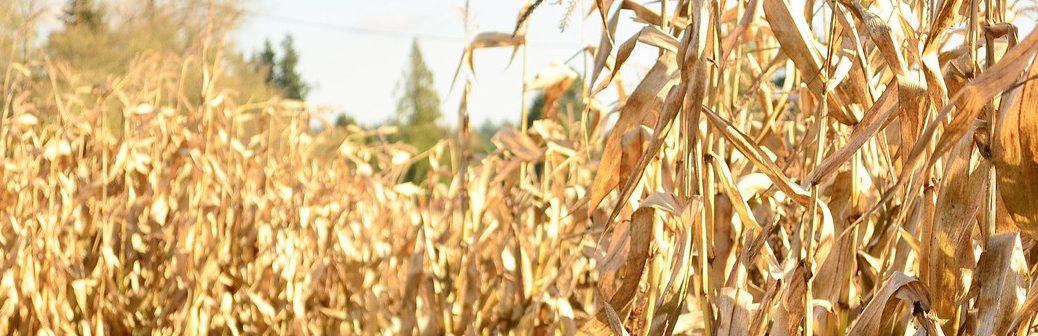 Produire des bioplastiques à partir de résidus de maïs et de bactéries
