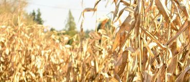 Produire des bioplastiques à partir de résidus de maïs et de bactéries