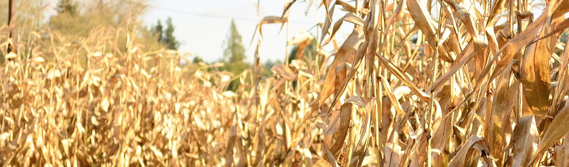 Produire des bioplastiques à partir de résidus de maïs et de bactéries