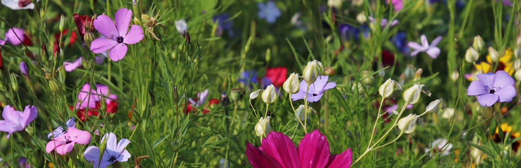 Les espèces exotiques envahissantes : un fléau qui s’accélère