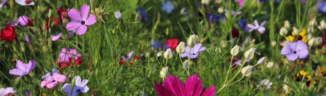 Les espèces exotiques envahissantes : un fléau qui s’accélère