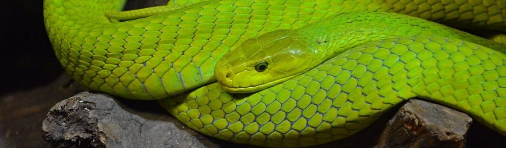 V4Cure : du venin de serpent comme source d’inspiration pour des médicaments