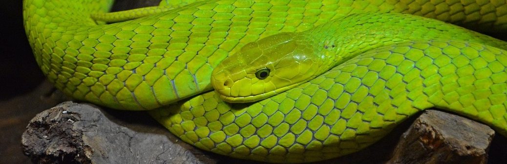 V4Cure : du venin de serpent comme source d’inspiration pour des médicaments