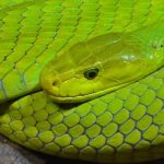 V4Cure : du venin de serpent comme source d’inspiration pour des médicaments