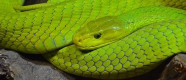 V4Cure : du venin de serpent comme source d’inspiration pour des médicaments