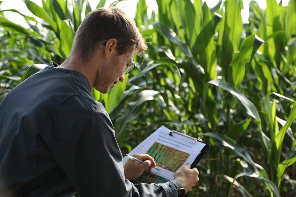 Expérimentation Elicit Plant en plein champ