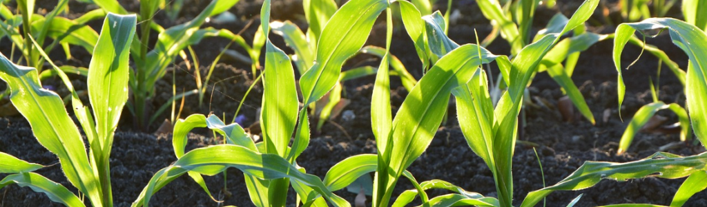 Elicit Plant : des biosolutions pour les cultures confrontées aux stress abiotiques