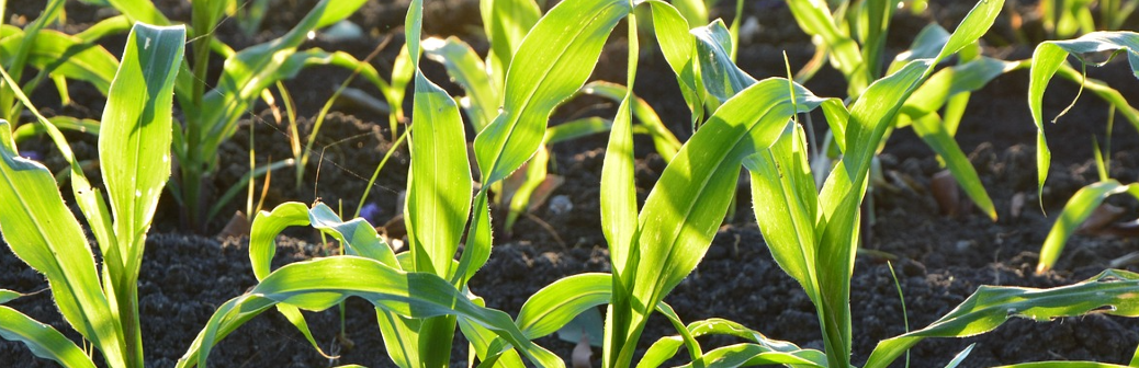 Elicit Plant : des biosolutions pour les cultures confrontées aux stress abiotiques