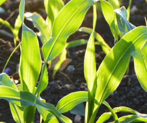 Elicit Plant : des biosolutions pour les cultures confrontées aux stress abiotiques