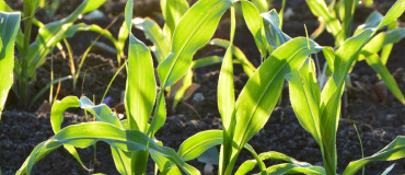 Elicit Plant : des biosolutions pour les cultures confrontées aux stress abiotiques