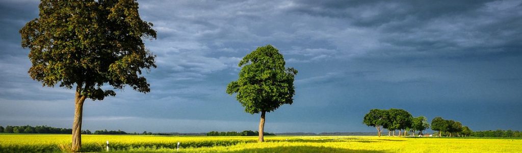 Le potentiel de l'agroforesterie pour réduire le changement climatique