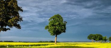 Le potentiel de l'agroforesterie pour réduire le changement climatique