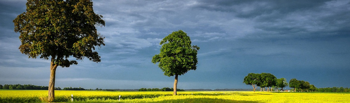 Le potentiel de l'agroforesterie pour réduire le changement climatique