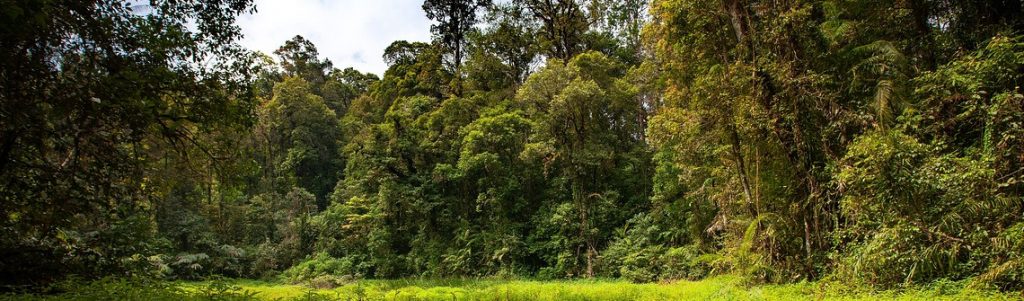Le carbone stocké par les forêts a augmenté sur la dernière décennie