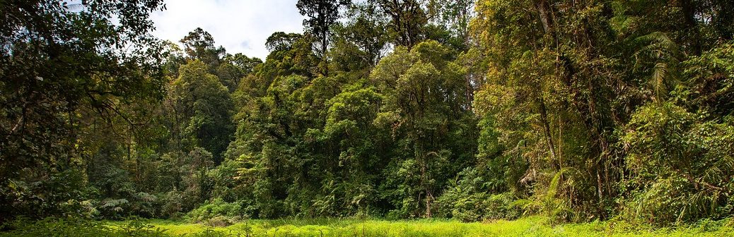 Le carbone stocké par les forêts a augmenté sur la dernière décennie