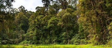 Le carbone stocké par les forêts a augmenté sur la dernière décennie