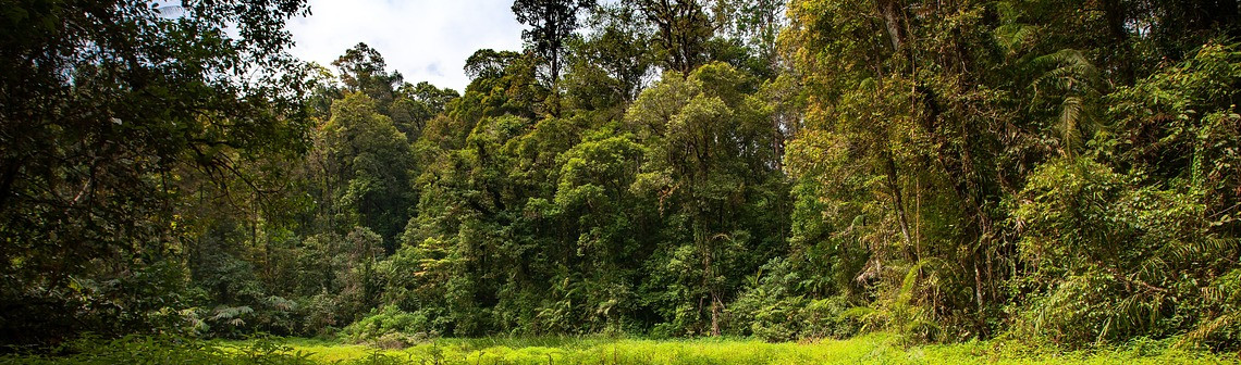 Le carbone stocké par les forêts a augmenté sur la dernière décennie
