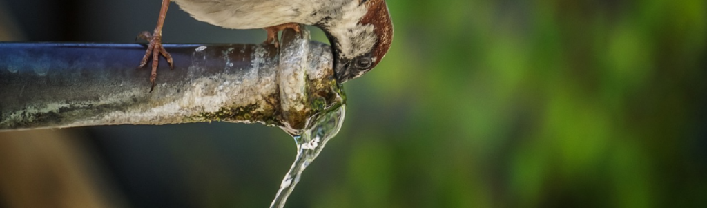 Des « polluants éternels » dans l’eau potable ?