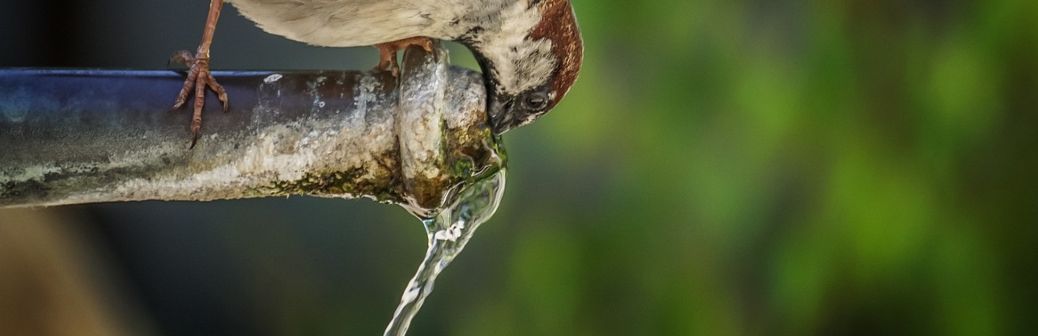 Des « polluants éternels » dans l’eau potable ?