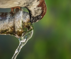 Des « polluants éternels » dans l’eau potable ?