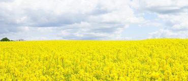 L'un des secrets de la croissance des plantes enfin mis à jour