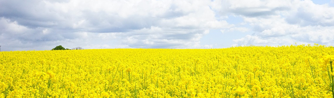 L'un des secrets du mécanisme de la croissance des plantes enfin percé