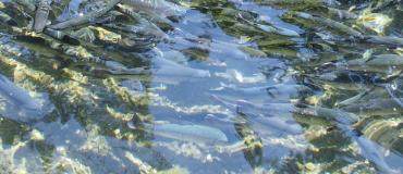 Coldep insuffle un air nouveau dans le traitement de l’eau