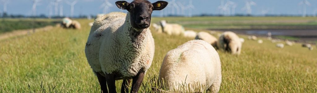 Accord UE-Nouvelle-Zélande : importation et baisse des émissions de CO2, est-ce compatible ?