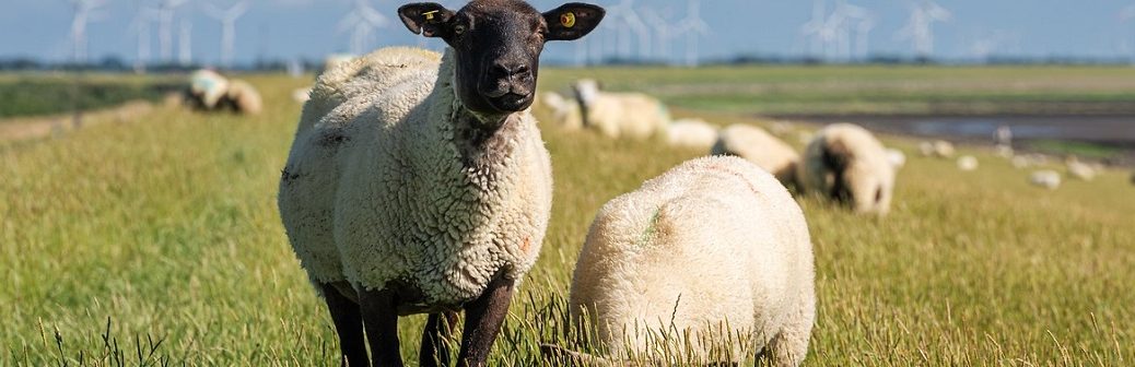 Accord UE-Nouvelle-Zélande : importation et baisse des émissions de CO2, est-ce compatible ?