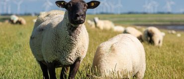 Accord UE-Nouvelle-Zélande : importation et baisse des émissions de CO2, est-ce compatible ?