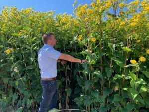 Amédée Perrein co-fondateur Silphie France