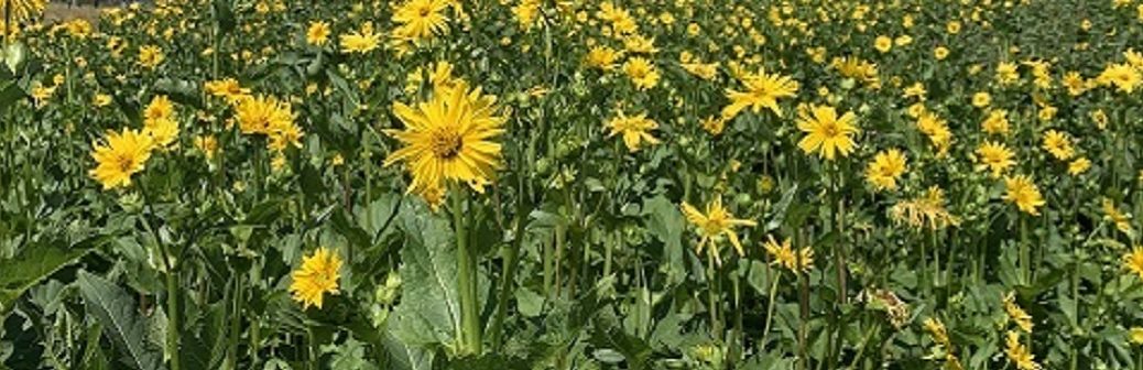 La Silphie : un rayon de soleil opportun, face au marasme de l’agriculture française