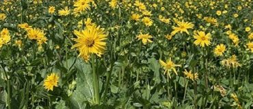 La silphie : un rayon de soleil opportun, face au marasme de l’agriculture française