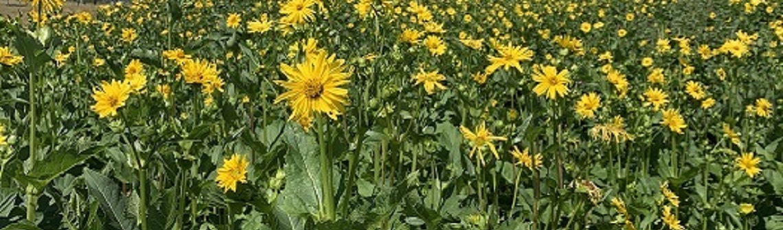 La Silphie : un rayon de soleil opportun, face au marasme de l’agriculture française