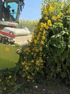 La silphie et la méthanisation