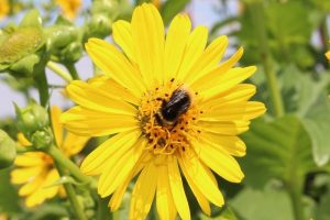La silphie, alliée des abeilles et de leur production de miel.