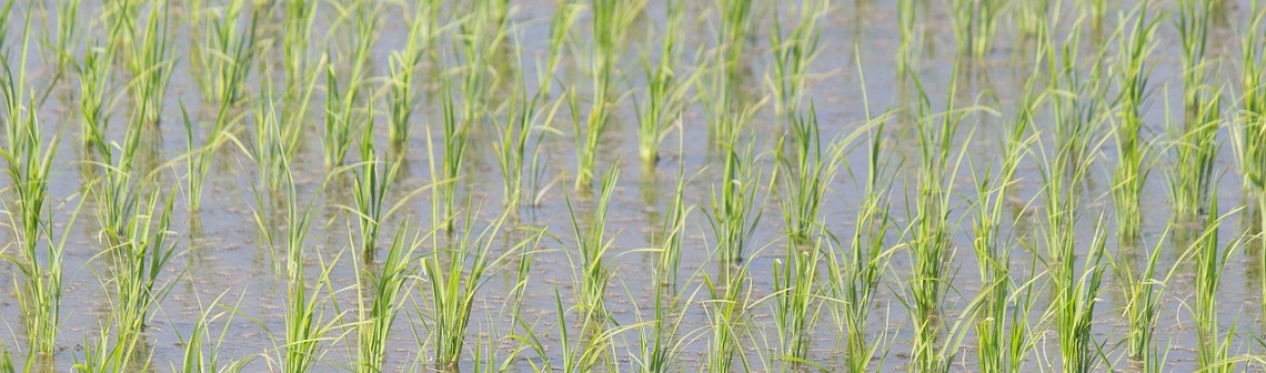 Un virus qui provoque des mutations chez les insectes pour faciliter sa dissémination