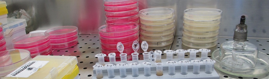 Spore.bio accélère les tests bactériologiques