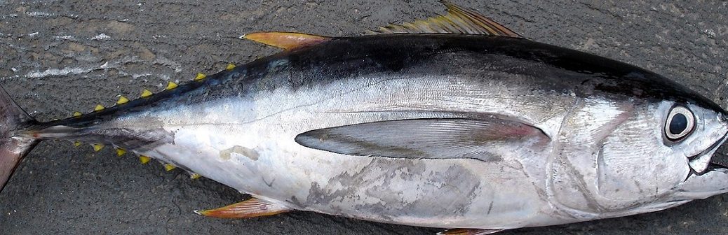 La contamination des thons au mercure reste stable depuis 1971