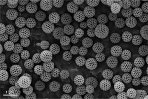 Brochosomes sur une aile de l'espèce de cicadelle Curtara insularis