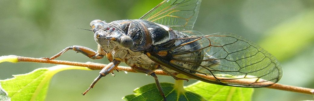 Vers des revêtements anti-reflet inspirés des cicadelles ?
