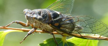 Vers des revêtements anti-reflet inspirés des cicadelles ?