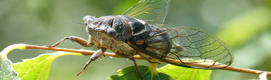 Vers des revêtements anti-reflet inspirés des cicadelles ?