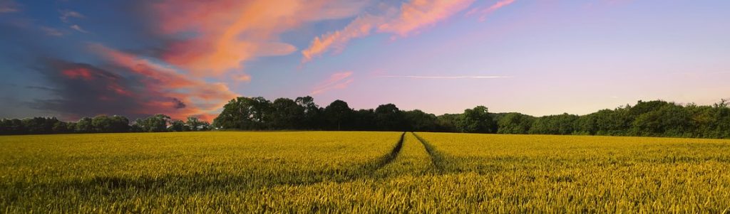 Quels seront les impacts du Green Deal européen dans le secteur agroalimentaire ?